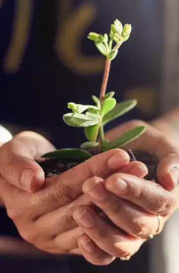 Hands holding a small green plant in soil, symbolizing nonprofit growth and success through a website relaunch.