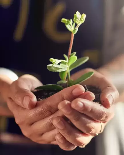 Hands holding a small green plant in soil, symbolizing nonprofit growth and success through a website relaunch.